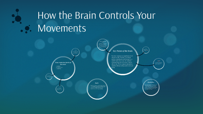 How the Brain Controls Your Movements by Team 21 604Crew on Prezi