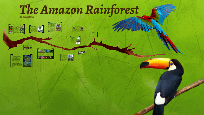 The Amazon Rainforest by Aidan Jones on Prezi