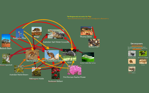 Australian Outback Food Web by Lily Schied on Prezi Biology Diagrams