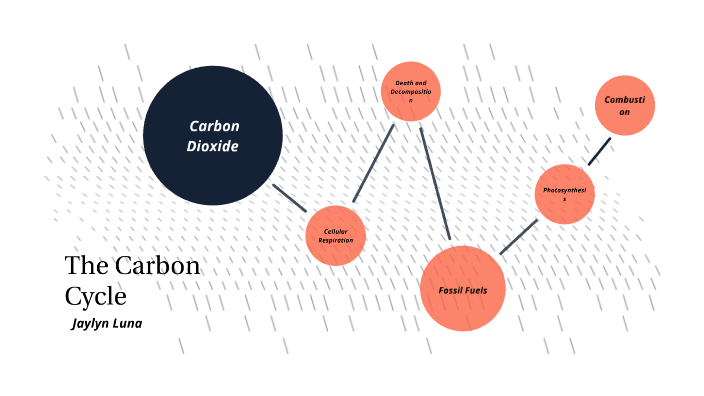 The Carbon Cycle by Jaylyn Luna on Prezi