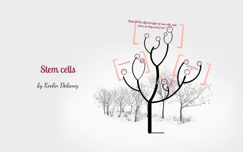Human Anatomy - Stem cell project! by keelin delaney on Prezi