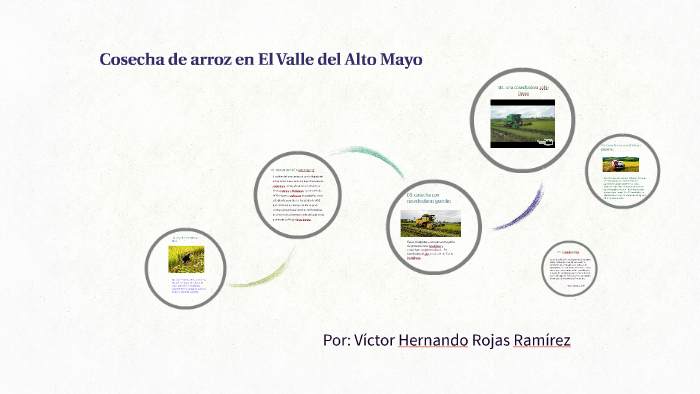 Cosecha de arroz en El Valle del Alto Mayo by Victor Hernando Rojas