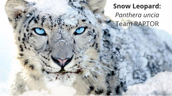 Snow Leopard By Audra Ernst On Prezi