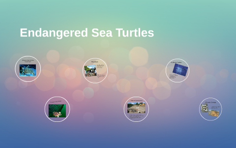 Endangered Sea Turtles by Jessica Held on Prezi