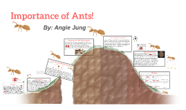 Importance Of Ants By Angie Jung