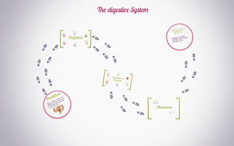 The digestive System by on Prezi