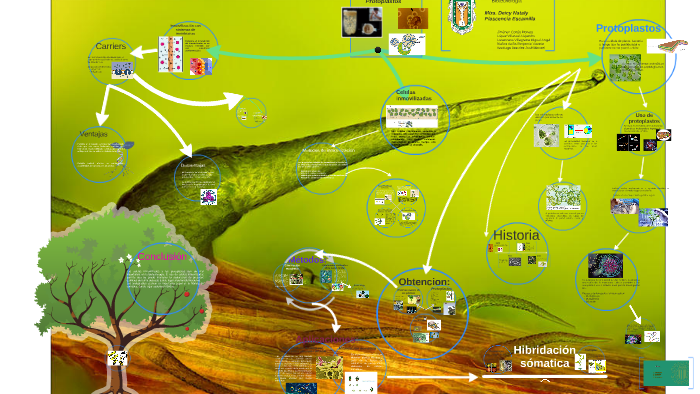 Protoplastos by Donat Agro on Prezi