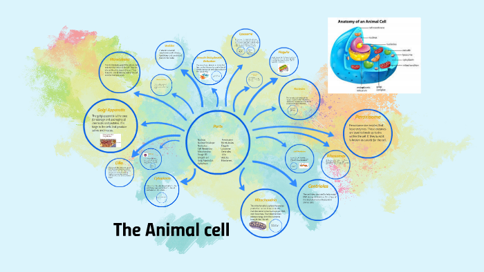 The Animal cell by Cecily Hurtienne on Prezi
