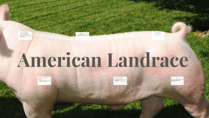 what is the american landrace used for