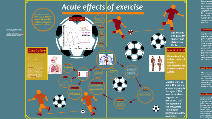 acute-effects-of-exercise-by-george-frounks