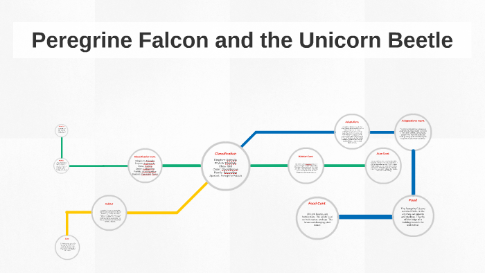 Peregrine Falcon And The Unicorn Beetle By Peter W On Prezi