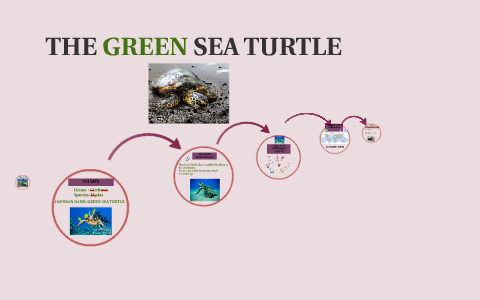 GREen sea turtle by Tam Williams on Prezi