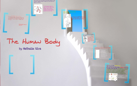 The Human Body by Nathalia Silva on Prezi