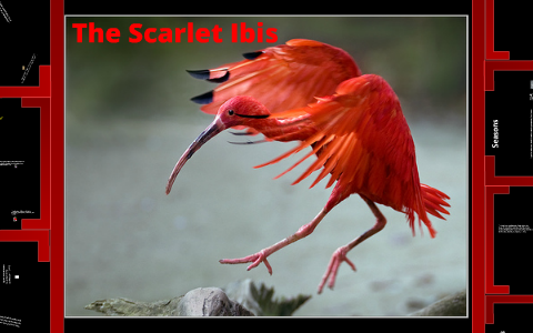 Imagery And Symbolism In The Scarlet Ibis By Ellen Cavanaugh