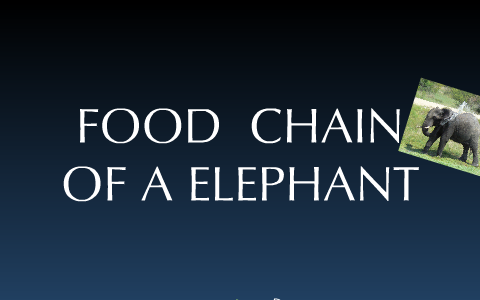 Food chain of an African Elephant by Rachel Wisniewski on Prezi