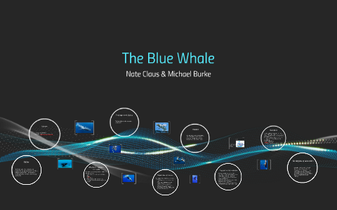 Blue Whale  NOAA Fisheries