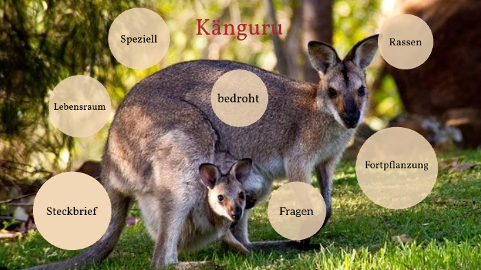 Was Heißt Känguru Auf Englisch prezi.com