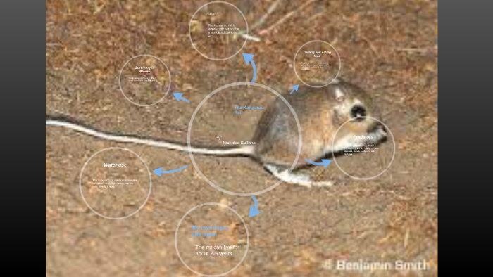 essay on kangaroo rat