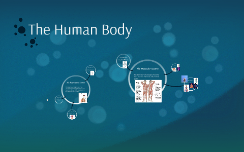 The Human Body by Hannah Jackson on Prezi