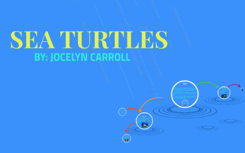 SEA TURTLES by jocelyn carroll on Prezi