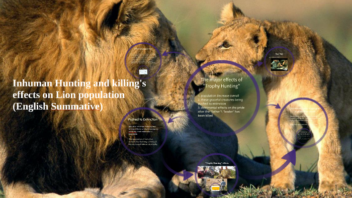 Inhuman Hunting effects on Lion population by Sabraina S. on Prezi