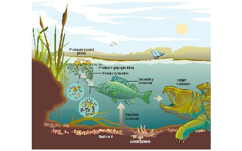 Whats on the menu ecosystem project by zach wenzel on Prezi