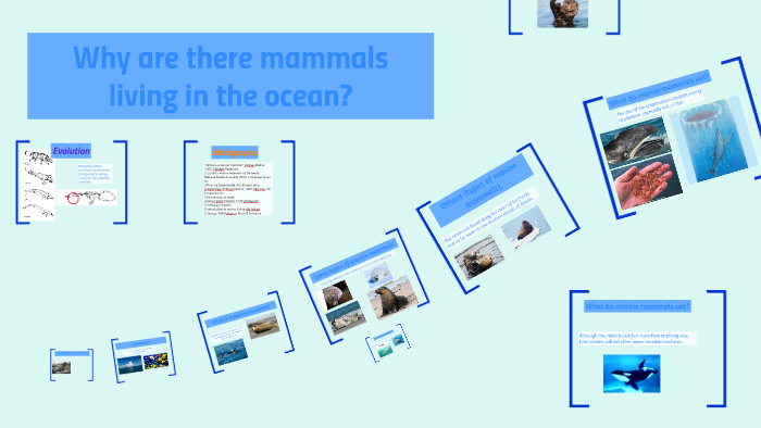 Why do mammals live in the ocean? by Raina Muggs