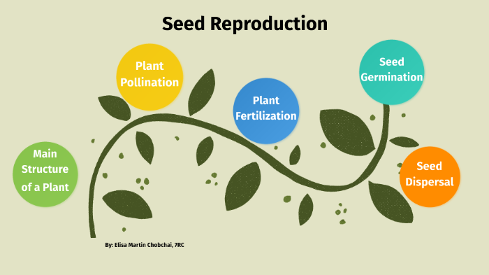 Seed Reproduction by jose martin on Prezi