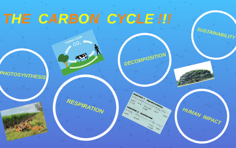 THE CARBON CYCLE by Melina Santiago on Prezi