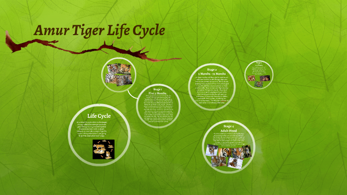 Amur Tiger Life Cycle by Shae Ford on Prezi
