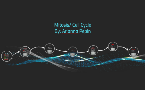 Mitosis/ Cell Cycle by Arianna Pepin on Prezi
