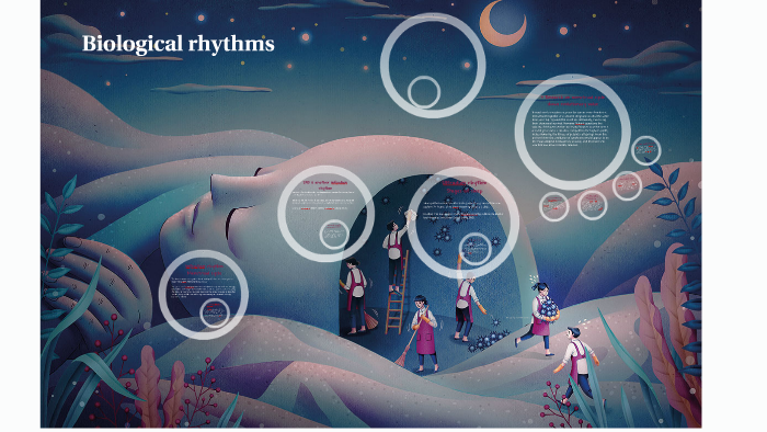 Biological rhythms by Imogen Stewart on Prezi