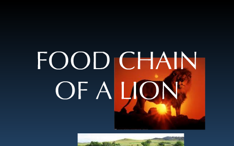 food chain of a lion by Hunter Kessler on Prezi