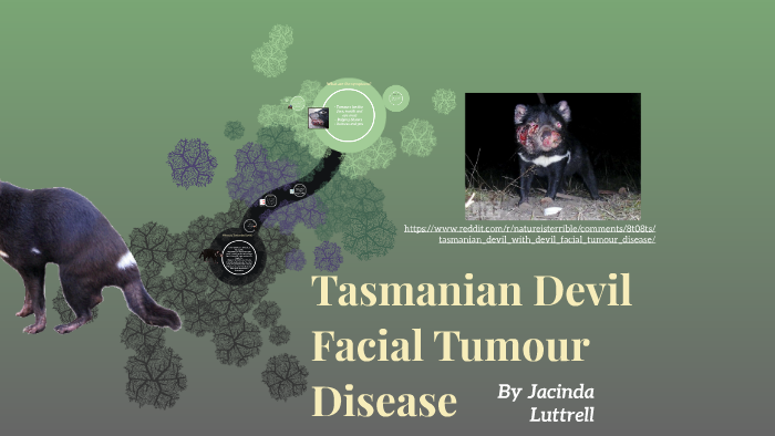Tasmanian Devil Facial Tumor Disease by jacinda luttrell on Prezi