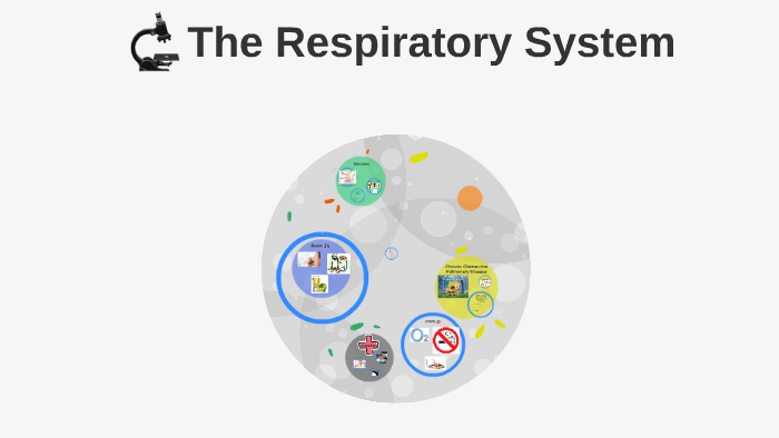 The Respiratory System by on Prezi