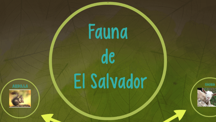 FAUNA DE EL SALVADOR by Muricio Enrique Miranda Alonso on Prezi