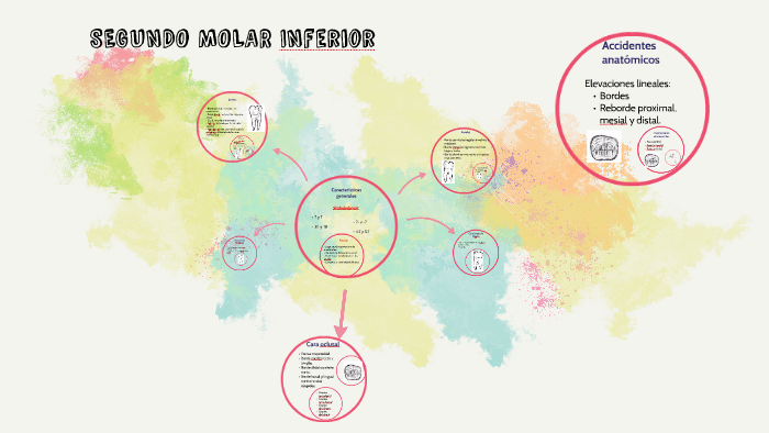 Segundo Molar Inferior By Fabiola Ramos On Prezi Next