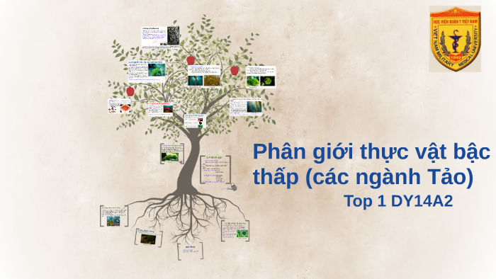 Phân giới thực vật bậc thấp (các ngành Tảo) by Hoàng Hải on Prezi