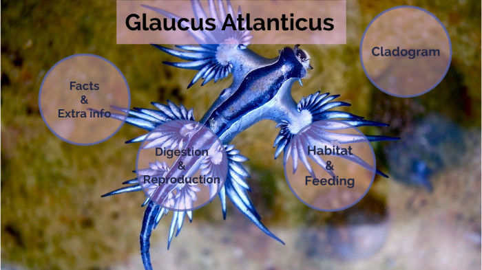 glaucus marginatus