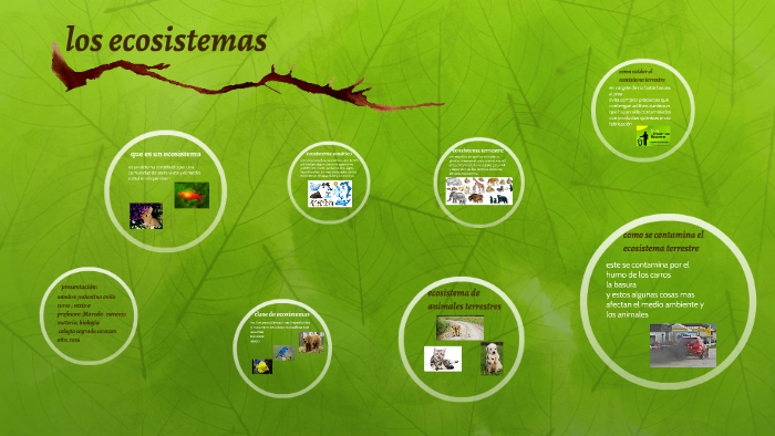 los ecosistemas by valentina avila on Prezi