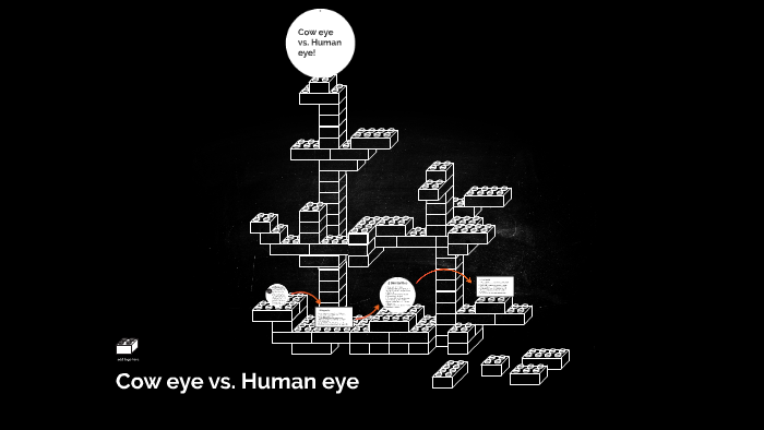 cow-eye-vs-human-eye-by-nathan-poon-on-prezi