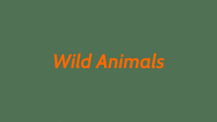 Wild Animals/ Manal by mnoo mm on Prezi