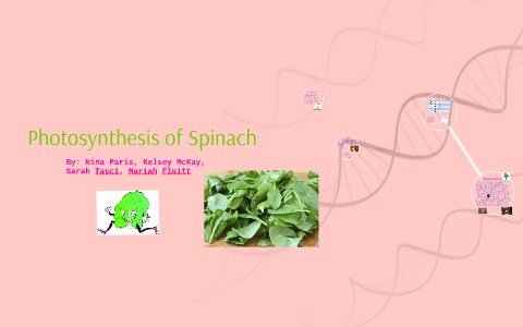 Synthesis Of Spinach