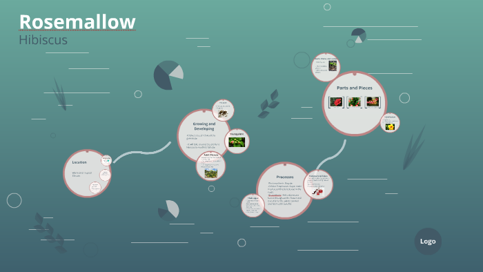 Hibiscus by cassie rathbone on Prezi