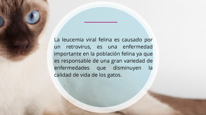 Leucemia Viral felina y Sarcoma Viral Felino by Andrea Angel Cruz on Prezi