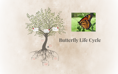 Squirrel Life Cycle by Anja Steven on Prezi Next