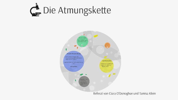 Wo Findet Die Atmungskette Statt
