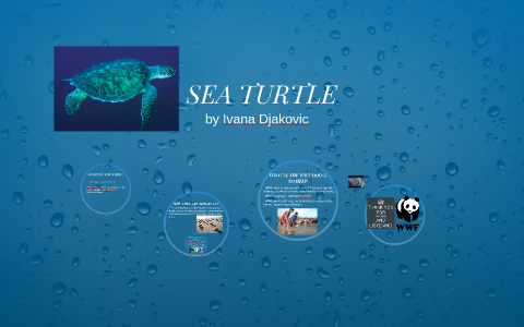 SEA TURTLE by ivana djakovic on Prezi
