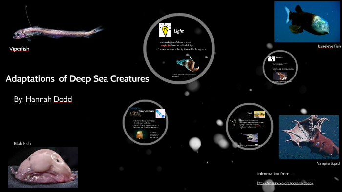 Adaptations of Deep Sea Creatures by Hannah Dodd