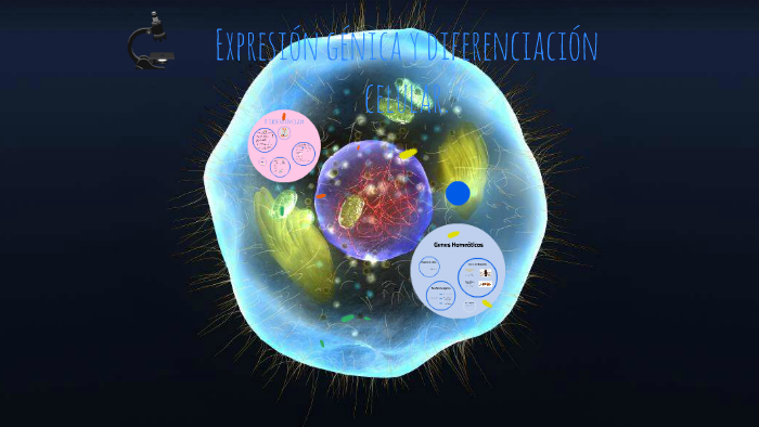 Expresión Génica Y Diferenciación Celular By Matiy Fran On Prezi 0832